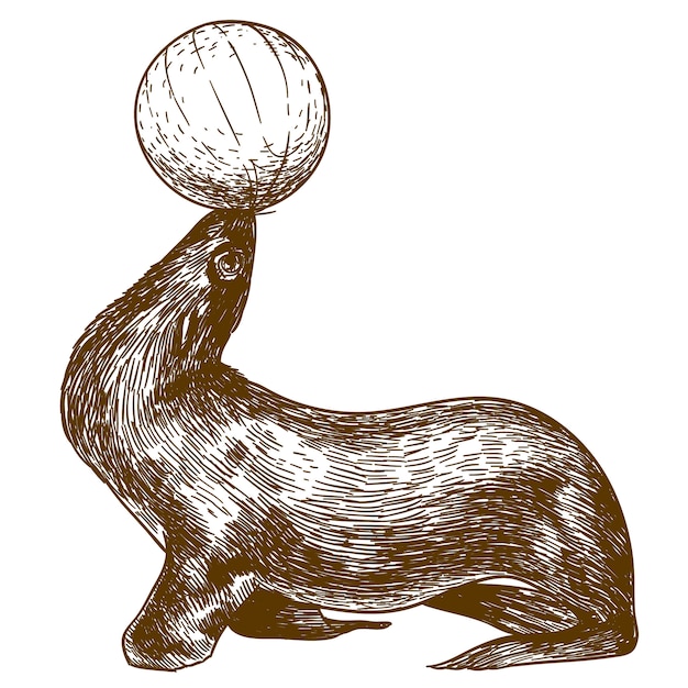 Engraving drawing illustration of circus sea lion