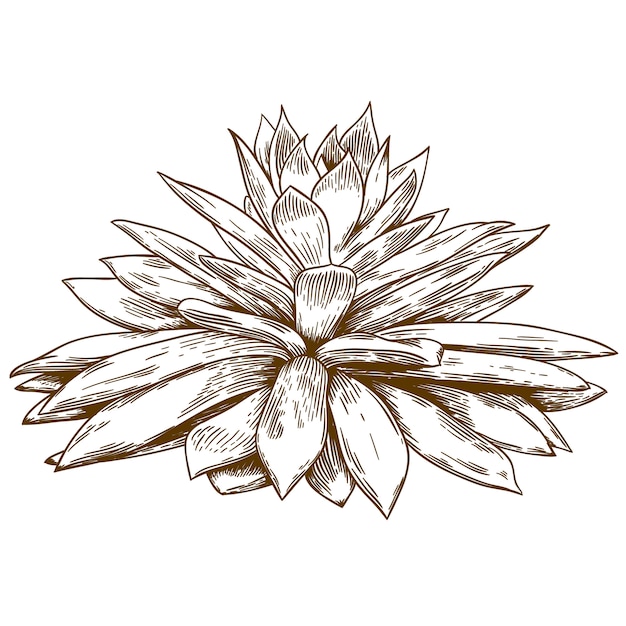 Vector engraving drawing illustration of echeveria