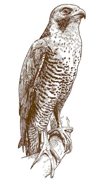 Vector engraving drawing illustration of hawk