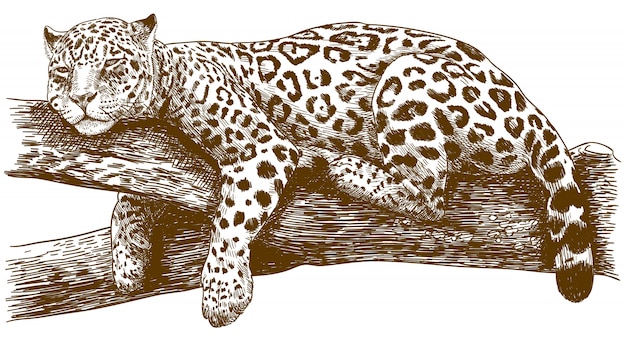 Engraving drawing illustration of leopard on branch