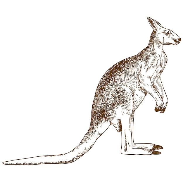Гравюра рисунок иллюстрации большого кенгуру