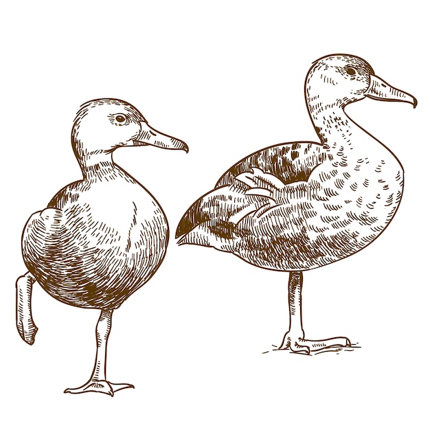 Engraving drawing illustration of two ducks