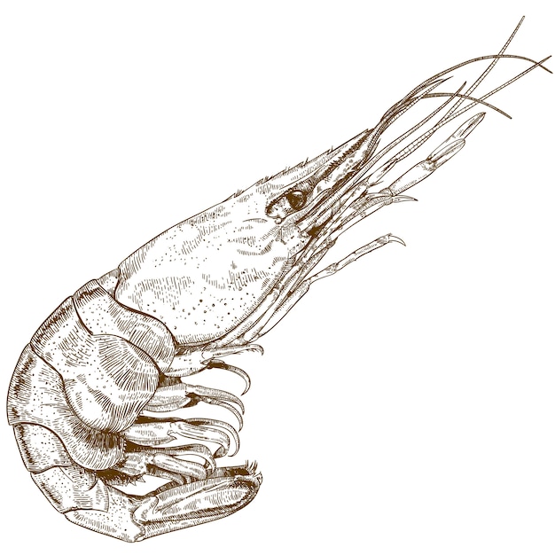 Engraving drawing of shrimp