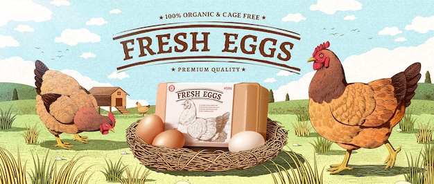 Engraving farm egg ad background