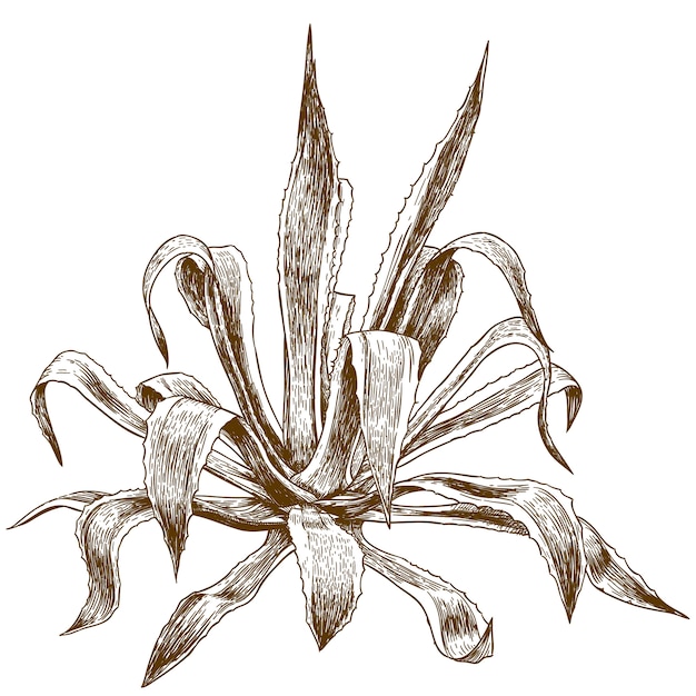 Vector engraving illustration of agave