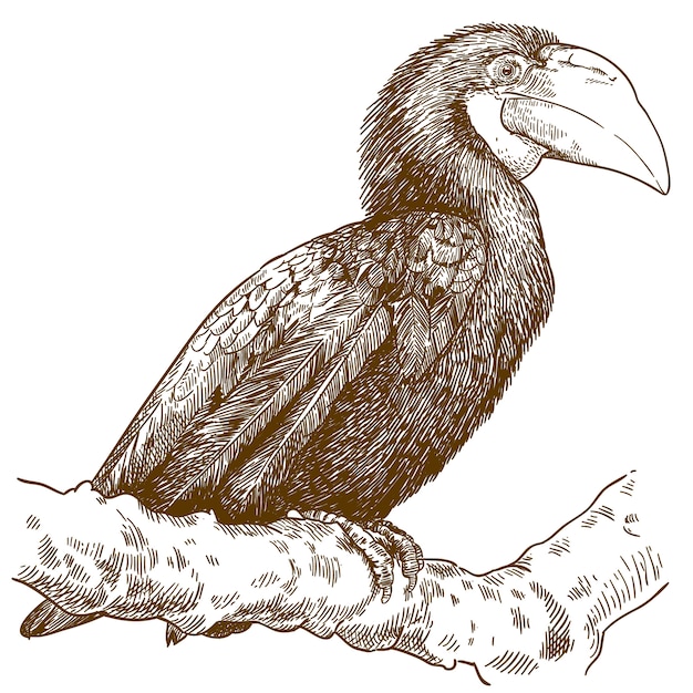 Vector engraving  illustration of female papuan hornbill