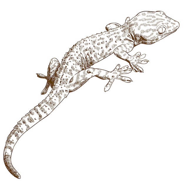 Vector engraving illustration of gecko