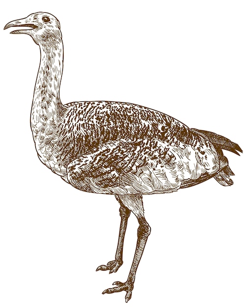 Engraving illustration of great bustard (Otis tarda)