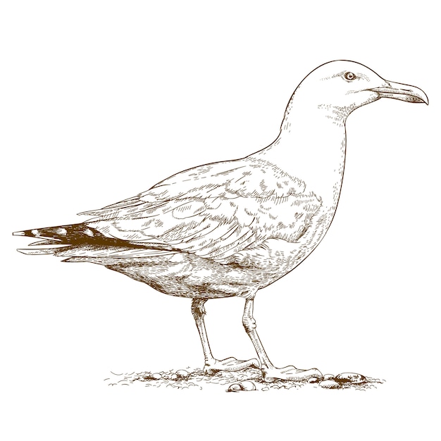 Engraving illustration of gull