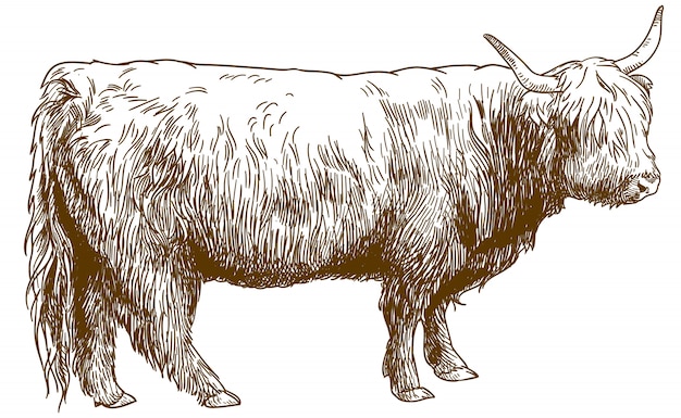 Vector engraving  illustration of highland cattle cow