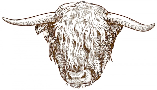 Engraving  illustration of highland cattle head