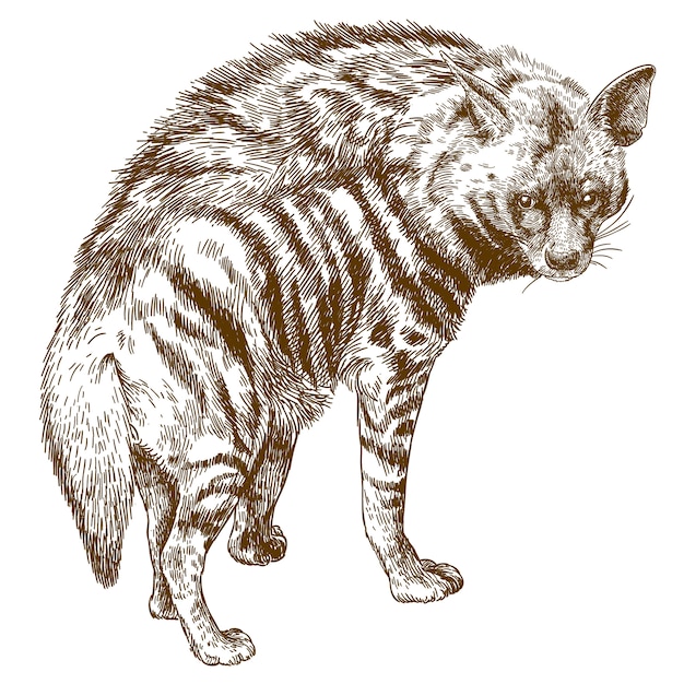 Engraving illustration of hyena