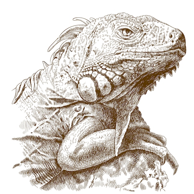 Engraving  illustration of iguana head