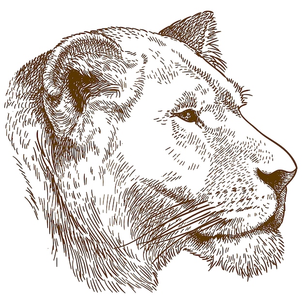 Vector engraving illustration of lioness head