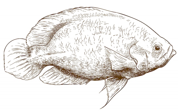 Illustrazione di incisione di pesce oscar