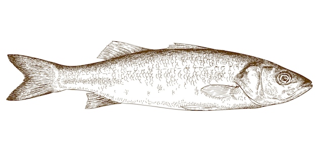 Illustrazione dell'incisione del branzino