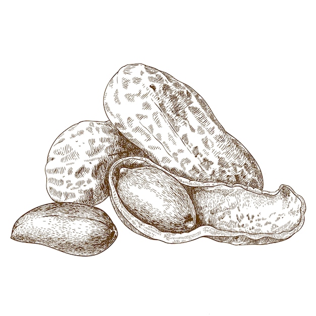 Vector engraving illustration of shelled peanuts