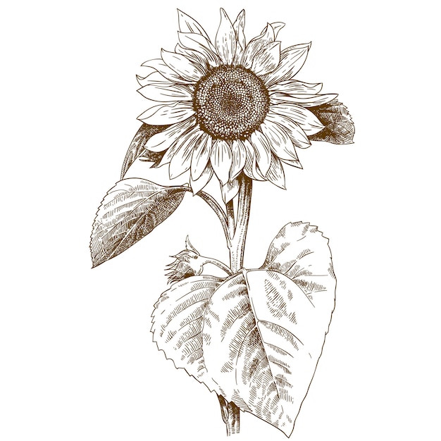 Engraving illustration of sunflower