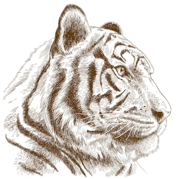 Engraving illustration of tiger head