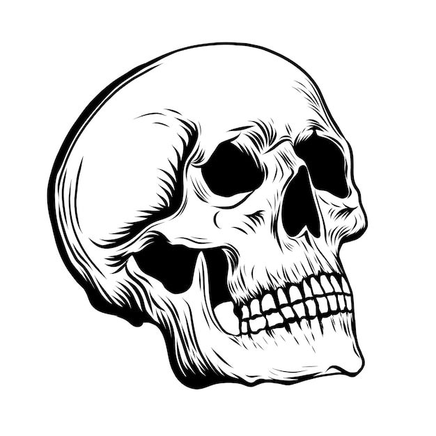 engraving of skull drawing in a vintage retro woodcut etched style black and white ink
