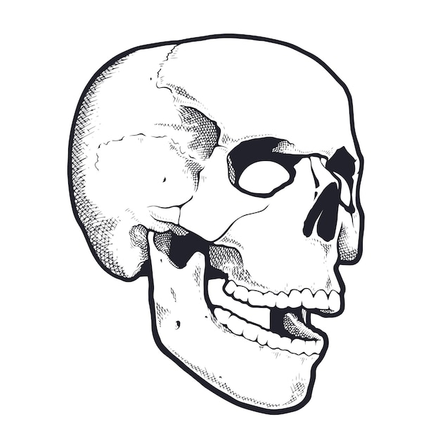 Engraving Style Skull With Open Mouth. Black and white