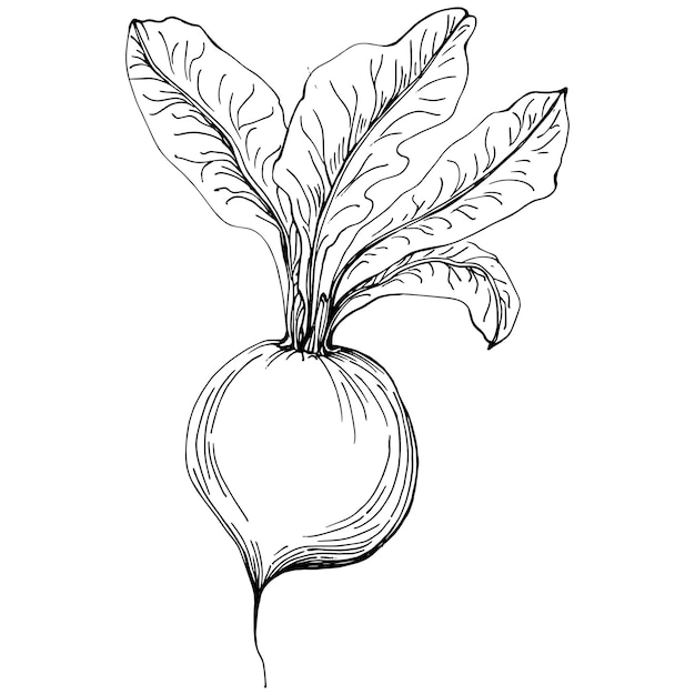 Engraving vector illustration of beet on white background