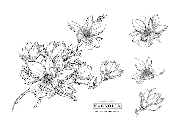  ⁇ 刻 ベクトルイラスト 花の植物学 コレクション マグノリア 白い背景の花の絵