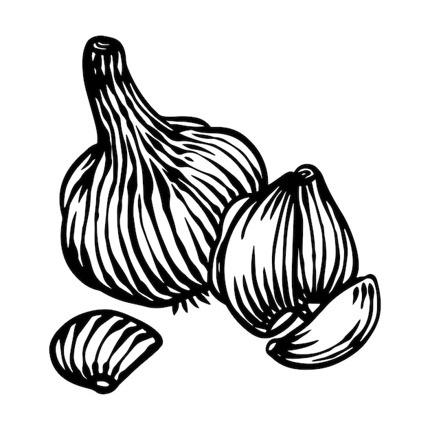 Engraving_vegetable_garlic geïsoleerd. Boerderij verse ecologische groenten kunstwerk.