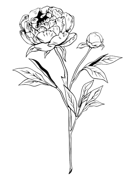 Enkele peony schets stijl doodle zwarte lineart op witte achtergrond met knop en bladeren