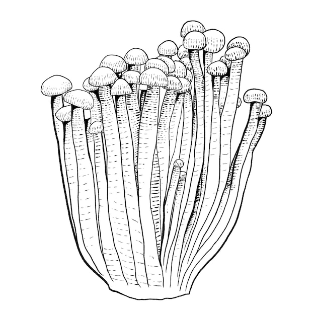 Enoki mushroom