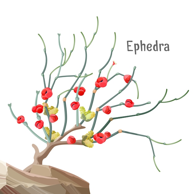 Ephedra widespread tree growing in stone