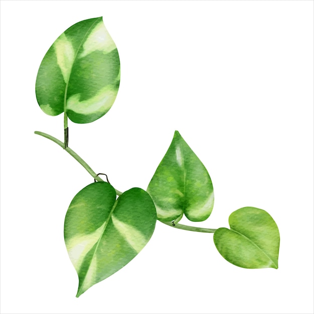Epipremnum aureum Leaf. Hand drawn tropical green leaf watercolor illustration.