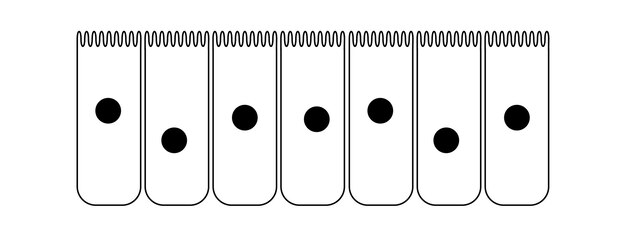 Epitelio della mucosa nasale