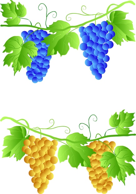 Vector eps 10 three cluster of grapes