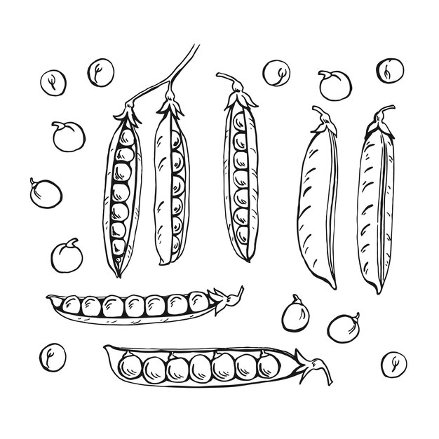 Erwten peulen schets set hand getrokken illustratie omgezet in vector biologisch voedsel illustratie geïsoleerd op een witte achtergrond