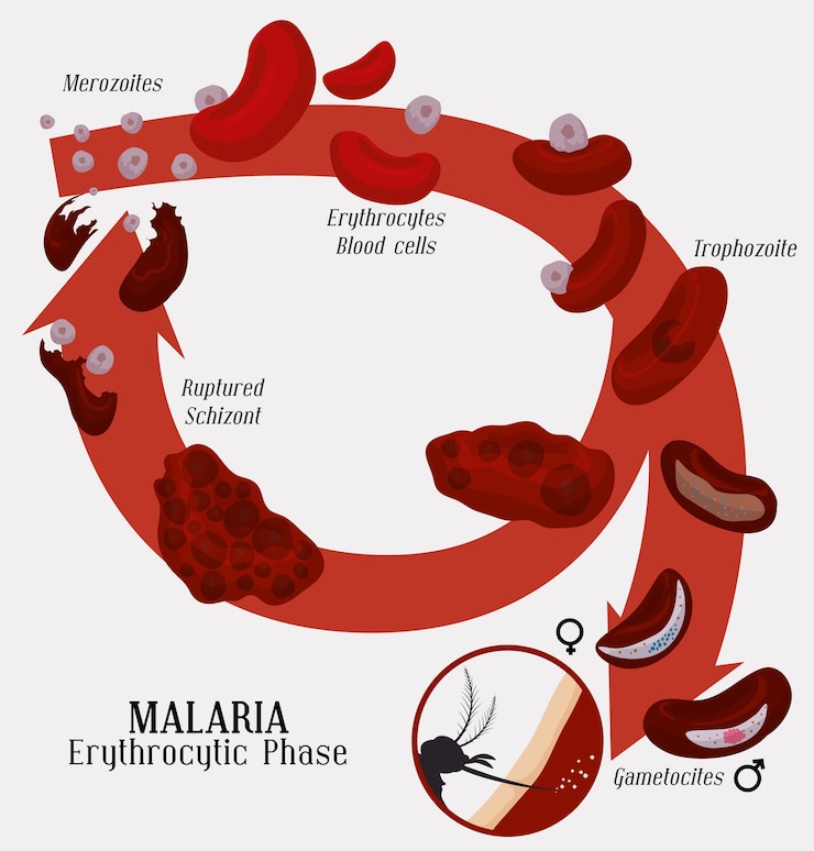 Vector erythrocytic phase of malarian plasmodium infection of red blood cells and transform in gametocites