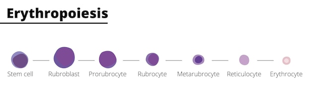 Differenziazione dell'eritropoiesi delle cellule del sangue infografica produzione di eritrociti vettore