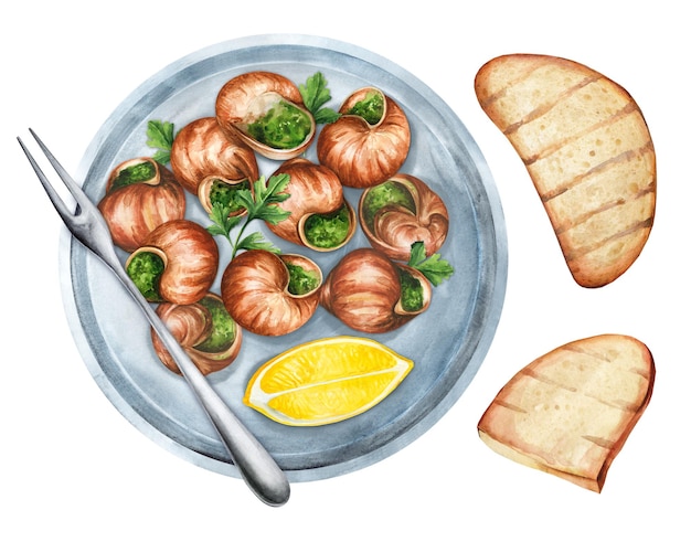 Vector escargots de bourgogne and bread watercolor illustration