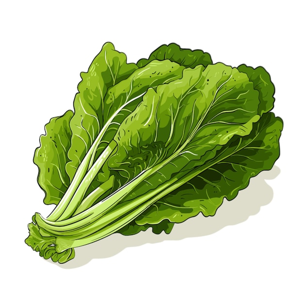 Escarole vector on white background