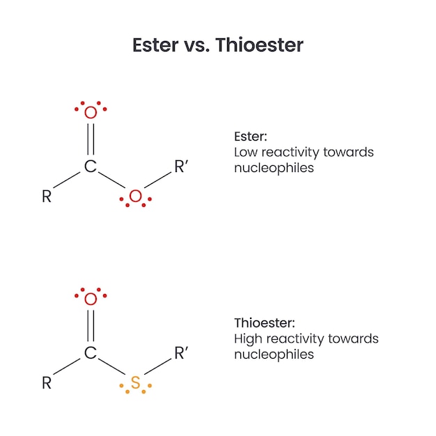 Vector ester versus thioester biochemistry functional groups vector infographic