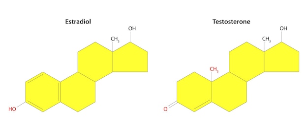 ベクトル エストラジオールとテストステロンの構造式