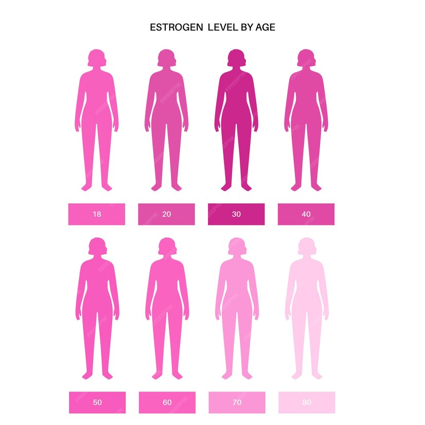 Premium Vector Estrogen Level Color Chart Sex Hormone Production By Age Isolated Flat Vector 