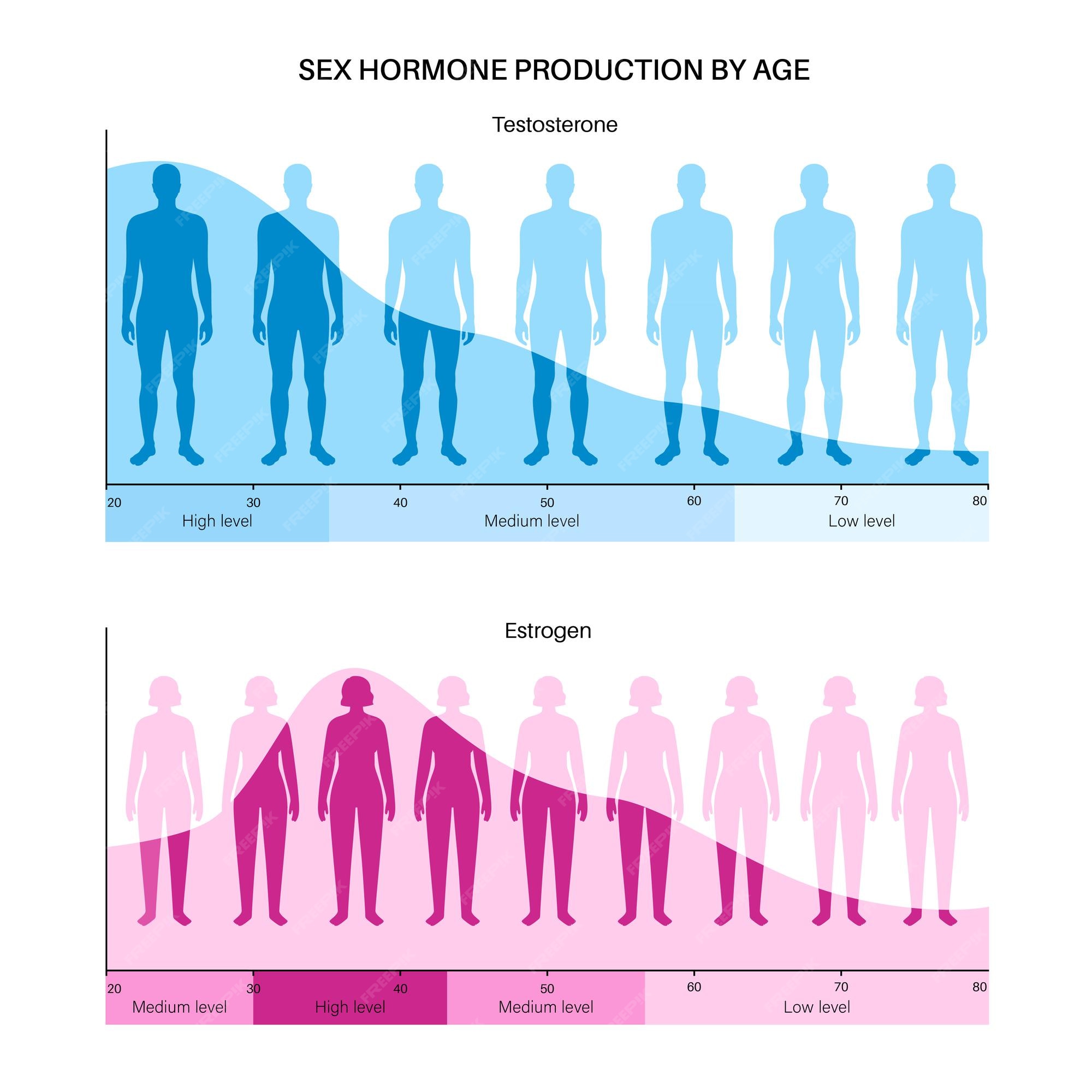 Premium Vector Estrogen And Testosterone Level Color Chart Sex Hormone Production By Age