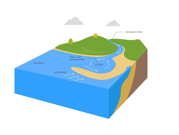 Vettore struttura del corpo idrico degli estuari con diagramma di contorno dell'acqua dolce e salata, flusso del flusso del fiume verso l'oceano e formazione di acqua mescolata