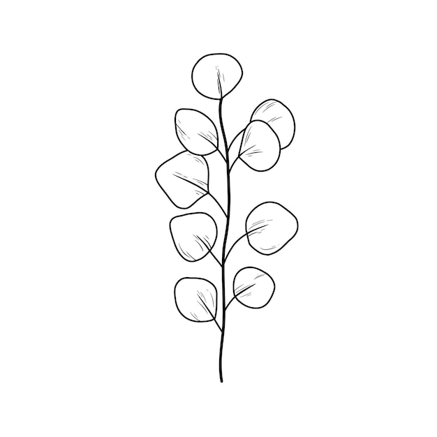 Eucaliptus branch line art drawing illustrazione del profilo vettoriale con foglie di eucalipto isolate su bianco pianta botanica