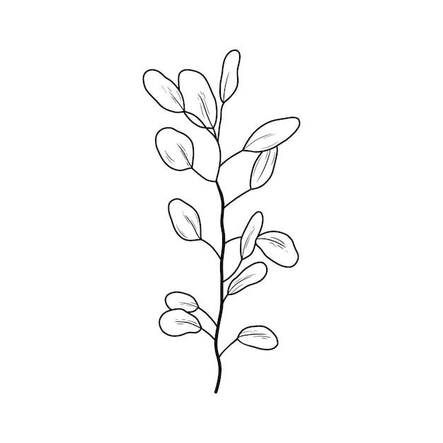 Vector eucaliptus branch line art drawing vector outline illustration with leaves isolated on white botanical plant