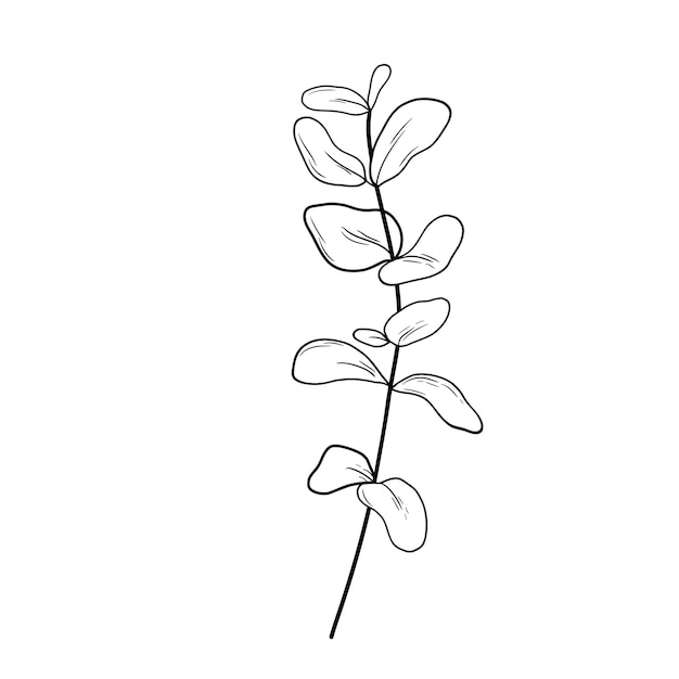 Eucaliptus tak lijntekeningen tekening Vector overzicht illustratie met bladeren geïsoleerd op wit Botanische plant