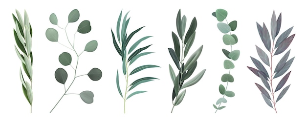 Eucalyptus 6 twijgen takken met zilverachtige ronde en ovale langwerpige grijs groene bladeren realistische set vectorillustratie