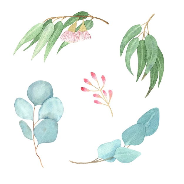 Eucalyptus aquarel bladeren set