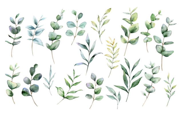Eucalyptus aquarel illustratie met de hand geverfd Eucalyptius groen